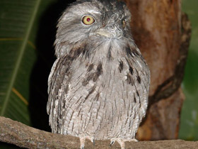 Фото Tawny frogmouth