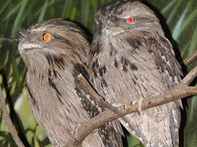 Фото Tawny frogmouth