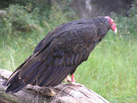 Фото Turkey vulture