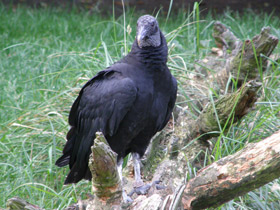 Фото Black vulture