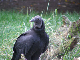Фото Black vulture