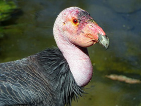 Фото California condor