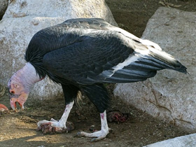 Фото California condor