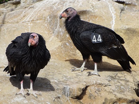 Фото California condor