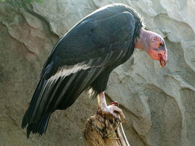 Фото California condor