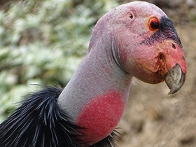 Фото California condor