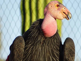 Фото California condor