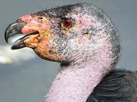 Фото California condor