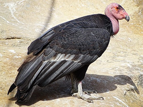 Фото California condor