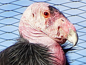 Фото California condor