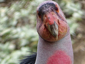 Фото California condor