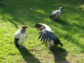 Фото King vulture