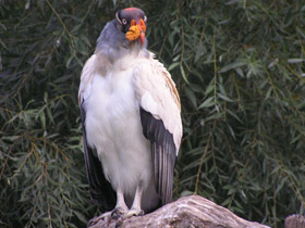 Фото King vulture