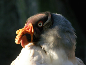 Фото King vulture