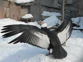 Фото Andean condor