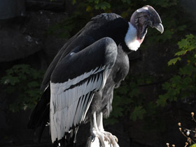 Фото Andean condor