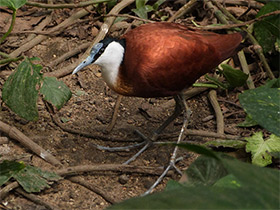 Фото African jacana