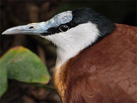 Фото African jacana