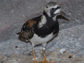 Фото Ruddy turnstone