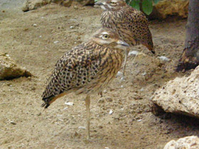 Фото Spotted thick-knee