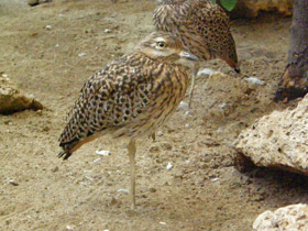 Фото Spotted thick-knee