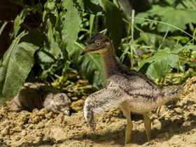 Фото Spotted thick-knee