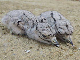 Фото Spotted thick-knee