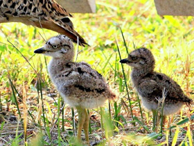 Фото Spotted thick-knee