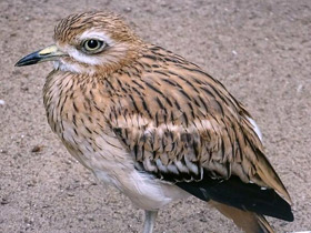 Фото Eurasian stone curlew