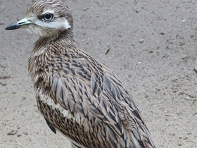 Фото Eurasian stone curlew