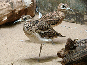 Фото Eurasian stone curlew