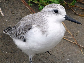 Фото Sanderling