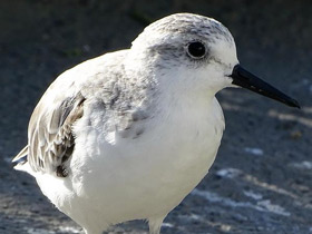 Фото Sanderling