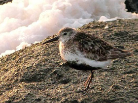 Фото Dunlin