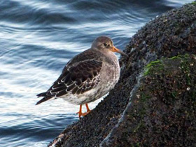 Фото Purple sandpiper