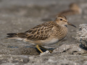 Фото Pectoral sandpiper