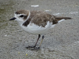 Фото Kentish plover