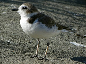 Фото Kentish plover