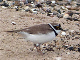 Фото Little ringed plover