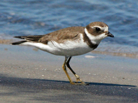 Фото Semipalmated plover