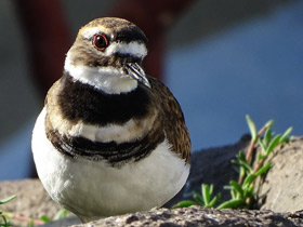 Фото Killdeer