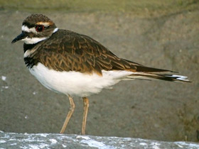 Фото Killdeer