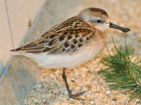 Фото Spoon-billed sandpiper