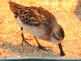 Фото Spoon-billed sandpiper