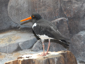 Фото Eurasian oystercatcher