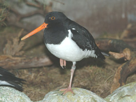 Фото Eurasian oystercatcher