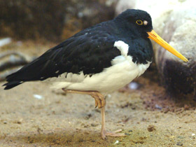 Фото Eurasian oystercatcher