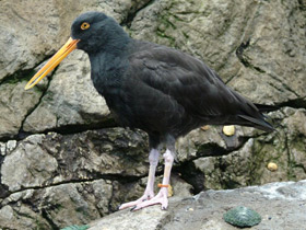 Фото Black oystercatcher