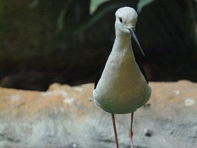 Фото Black-winged stilt