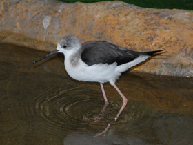 Фото Black-winged stilt